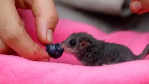 Malutki opos je owoce po raz pierwszy