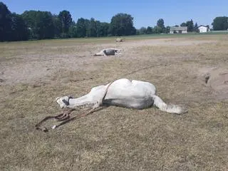 Padło 15 koni