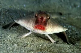 Ryba nietoperz z Galapagos