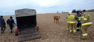 Pięć byków uciekło z gospodarstwa, jedna osoba ranna