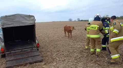 Byki uciekły z gospodarstwa. Jeden z nich zaatakował mężczyznę