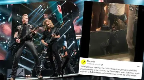 Pies odnaleziony na koncercie zespołu Metallica