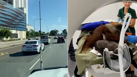Policja eskortowała orangutana, który jechał do okulisty