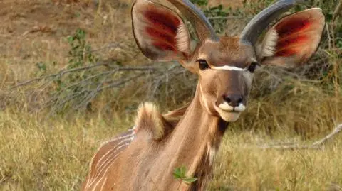 Zachęcają do jedzenia antylop, twierdzą, że to pomoże