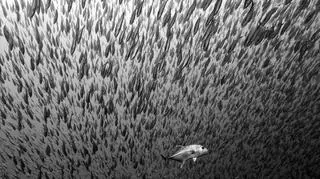 Wyróżnienie: Predation up close and personal