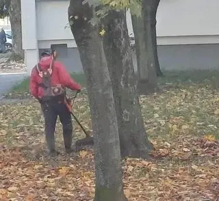 Koszenie liści na łódzkim osiedlu