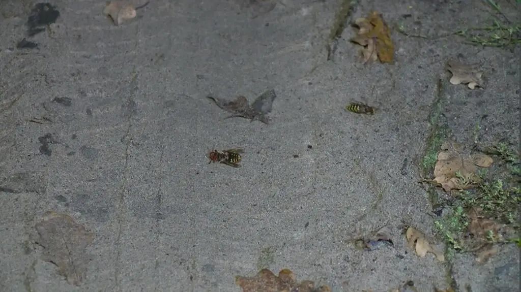 Rój szerszeni zaatakował biegaczy