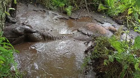 Koń ugrzązł w bagnie, wyciągnęli go strażacy