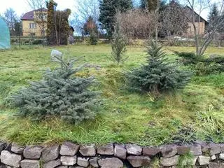 Na działce pana Macieja rośnie już blisko 20 uratowanych choinek