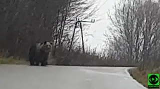 Oko w oko z niedźwiedziem. "Szedł w moją stronę. Nie wiedziałem, co kombinuje"