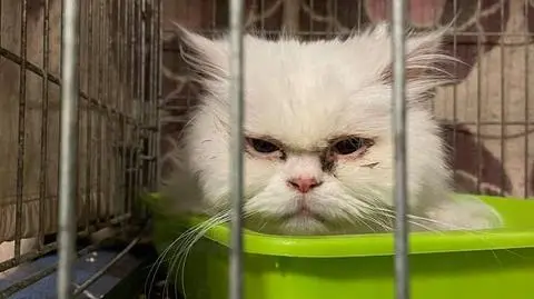 Podrzucił kota, zabrał doniczki z kwiatami