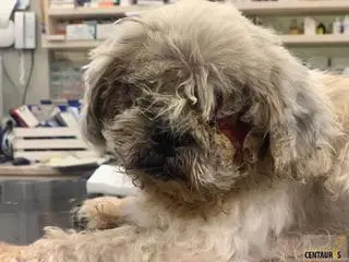 Gucio został odebrany właścicielom. Nie przeżył