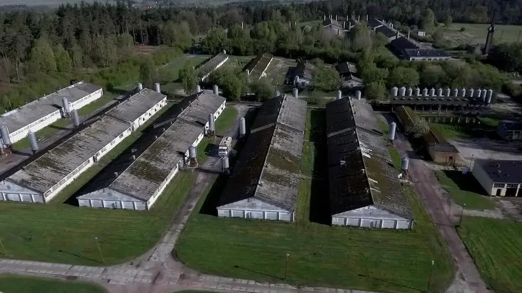 Były pracownik fermy: byłem zmuszamy do zabijania świń