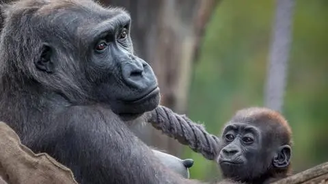 Szturchanie, ciągnięcie za włosy. Młode małpy lubią dokuczać starszym 