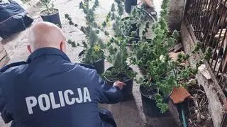 92 krzaki konopi indyjskich i ponad pół kilograma suszu na posesji pod Łęczycą