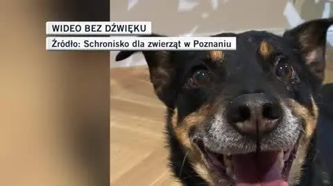 slideshow dla Oli