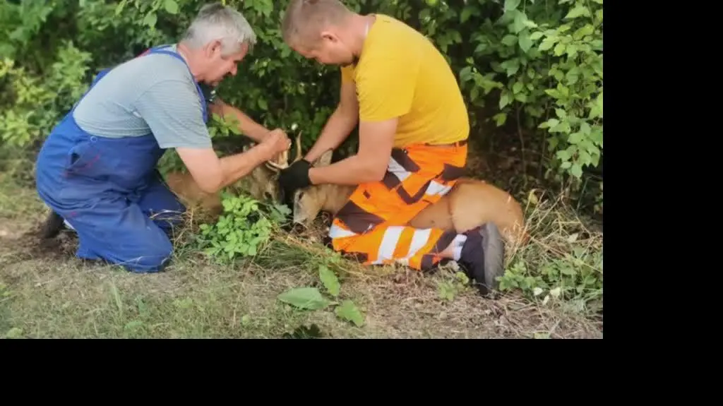 Koziołki splątały się porożem