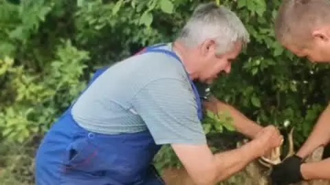 Koziołki splątały się porożem