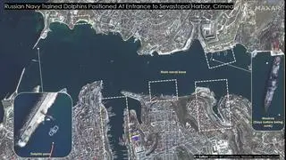 Delfiny bronią dostępu do portu w Sewastopolu