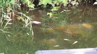 Martwych ryb jest ich tak dużo, że gołym okiem widać, jak unoszą się na Odrze, przy Śluzie Zacisze - alarmuje Regionalyn Zarząd Gospodarki Wodnej