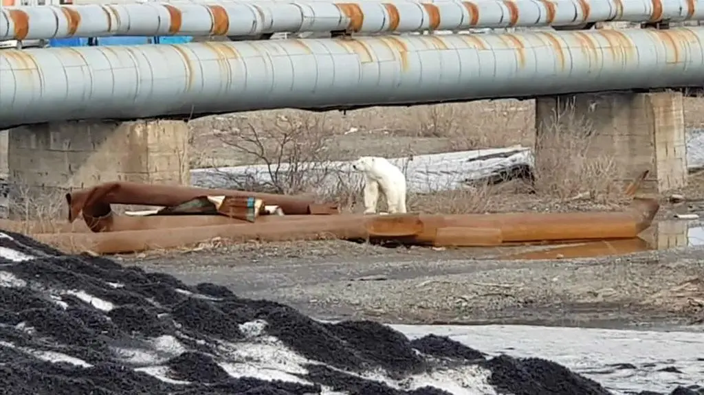 Przeszedł 1500 kilometrów. Wygłodzony niedźwiedź polarny w Norylsku