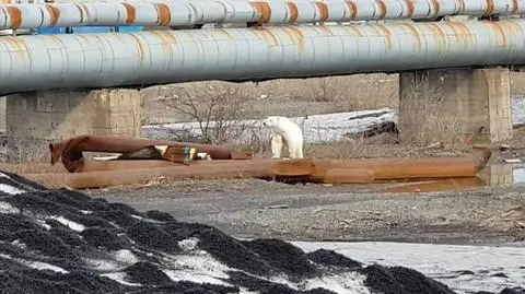 Przeszedł 1500 kilometrów. Wygłodzony niedźwiedź polarny w Norylsku