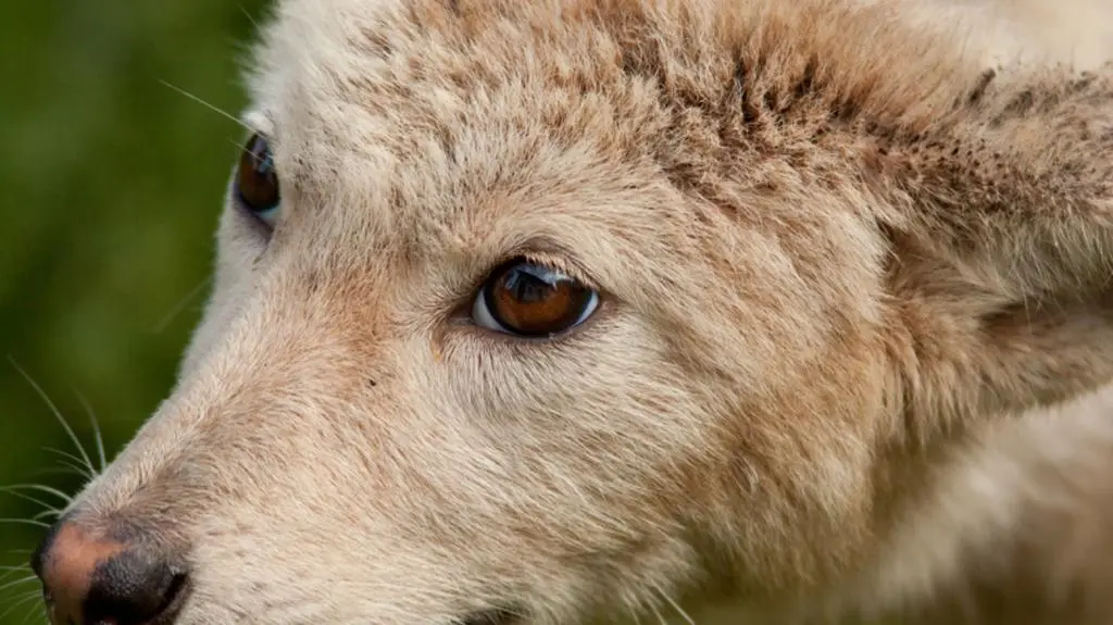 Roczny husky