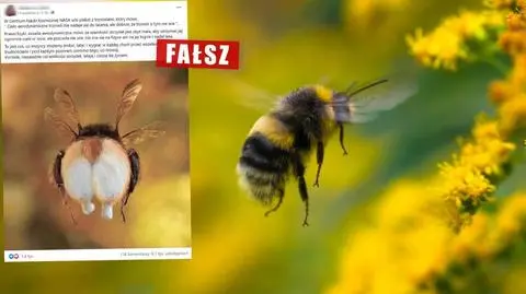 "Ciało trzmieli nie nadaje się do latania"? Eksperci tłumaczą, my szukamy autora zdjęcia