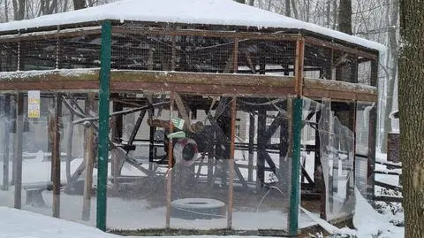 Zoo w Charkowie zniszczone pod rosyjskim ostrzałem