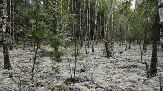 Tak wyglądają łany chrobotków na terenie rezerwatu (zdjęcie z 1.09.2021)