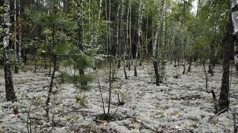 Nad Bugiem powstał nowy rezerwat przyrody. Występują tu rzadkie gatunki porostów