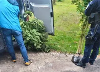 Na działce rosły 34 krzaki konopi indyjskich