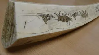 Rzeźbiony kieł morsa arktycznego zatrzymany na granicy