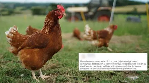 "Absurdalne rozporządzenie" Unii w sprawie jaj, kur i fotowoltaiki? Tłumaczymy