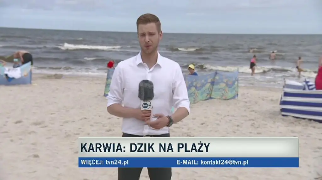 Dzik na plaży taranował ludzi