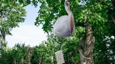 Balon w kształcie łabędzia ze Szwecji
