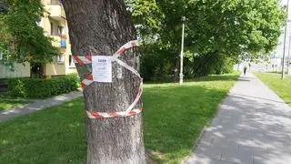 Protest mieszkańców w sprawie wycinki drzew w Krakowie