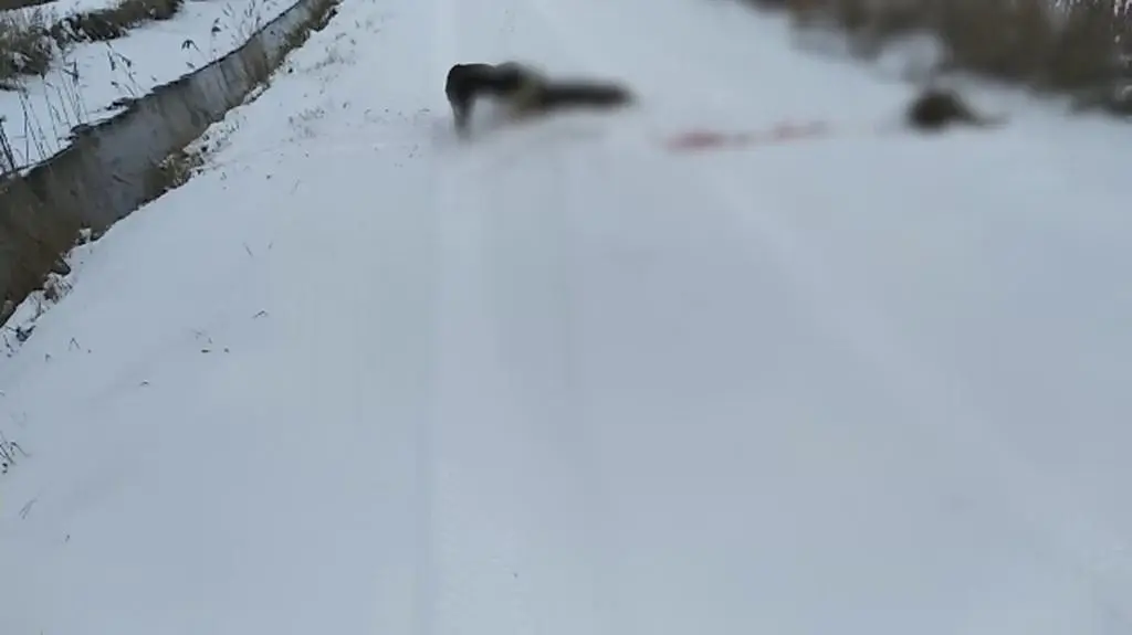 Odstrzał dzików na terenie Nadleśnictwa Rudka