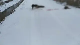 Odstrzał dzików na terenie Nadleśnictwa Rudka