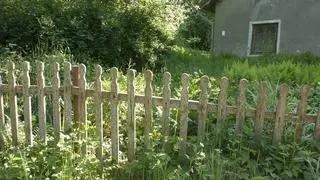 Żywkowo. Spomiędzy chwastów niekiedy wyrastają ozdobne rośliny, które kiedyś zdobiły podwórza