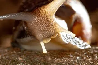 Lissachatina fulica nazywane są gigantycznymi ślimakami afrykańskimi