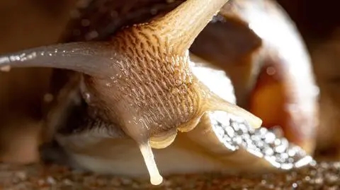 Lissachatina fulica nazywane są gigantycznymi ślimakami afrykańskimi