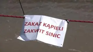 Sinice w jeziorach. W tych miejscach nie można się kąpać