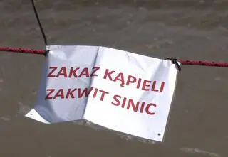 Sinice w jeziorach. W tych miejscach nie można się kąpać