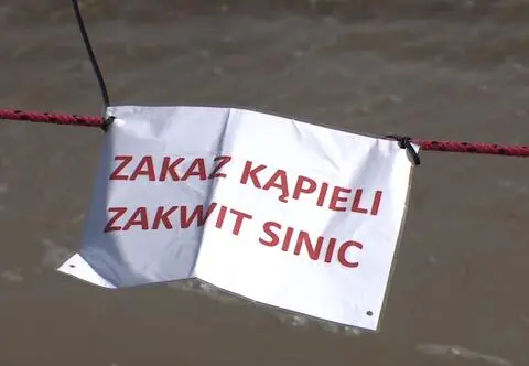 Sinice w jeziorach. W tych miejscach nie można się kąpać
