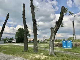Drzewa zostały ogłocone z konarów