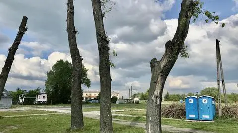 Drzewa zostały ogłocone z konarów