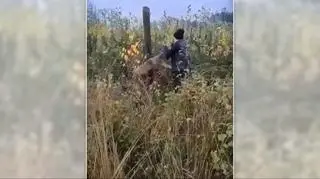 Lis został uratowany