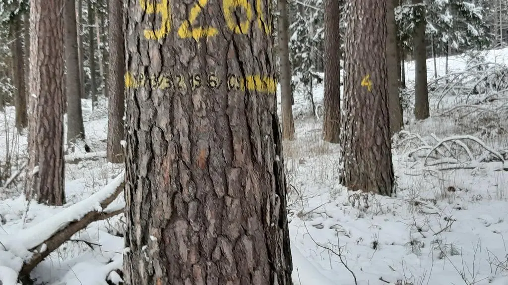 Drzewo mateczne