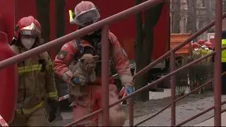 Strażacy wyciągnęli spod gruzów małego psa